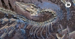 আদি পাখিরা যেমন ছিল: ১৫ কোটি বছর আগেই আধুনিক পাখির মতো মুখের গঠন